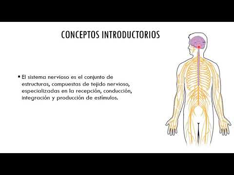 Introducción al sistema nervioso