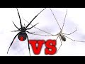 Redback Spider Vs Daddy Long Legs Spider Mythbusting Bug Battle