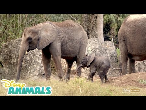 Baby Elephants 🐘 | Disney Animals | Disney Junior