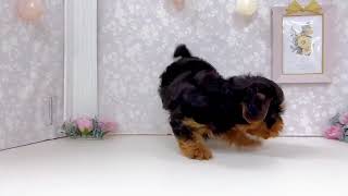 ハーフ犬の動画01