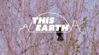 Heatwaves, early springs threatening migratory birds in Toronto