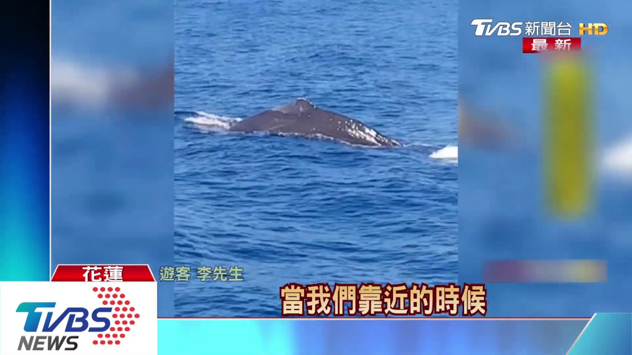 大「鯨」喜!今年首頭抹香鯨 花蓮外海現蹤