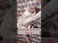 Bite Cat Oww