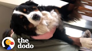 Mom Gets A Giant Puppy Surprise On Mother's Day | The Dodo by The Dodo