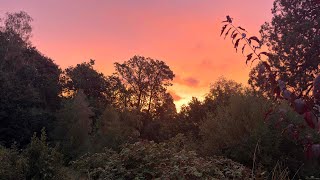 Wednesday Woodland WooWoo – Healing Division