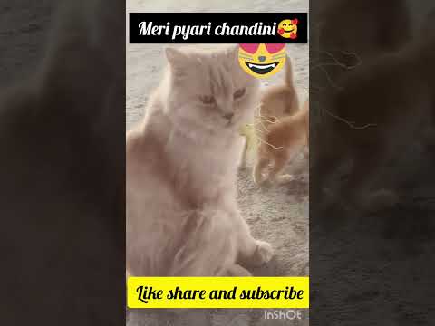 play with my cat chandini#viralvideo #cutie #comment for more video