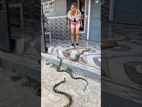 Vebby Panik Teman-Temannya Dikejar Massa, Untung Ada Cemong! 😱 #shortvideo #shorts #snake