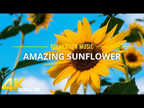 Yellow Sunflowers in 4K UHD Video - Beautiful sunflower field with Relaxing Music Reduces Stress