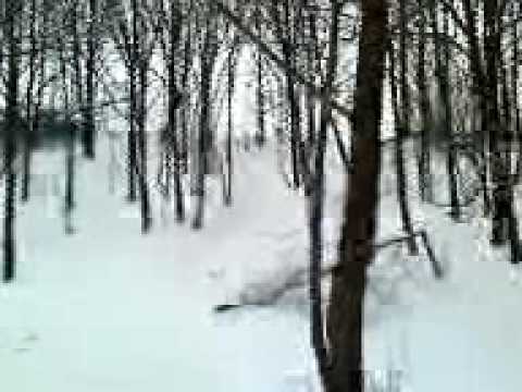 Dąbrowa tomek w akcji