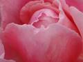 Das Rosas -  Rosen - Roses