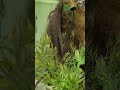Lungfish at Liberty Science Center