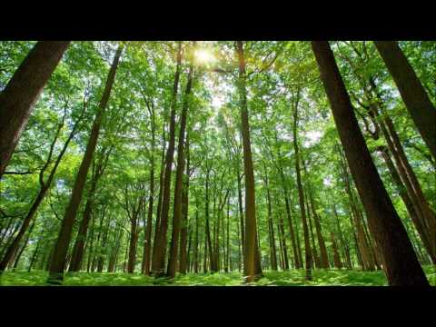 organic jaw harp trance