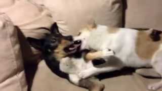 3 month old puppy and 4,5 old dog silently playing together