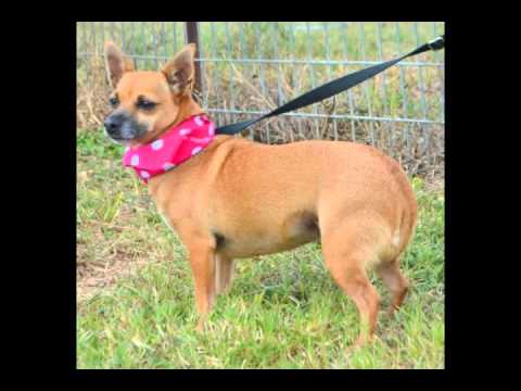 LUCIA- SHY&SWEET, an adopted Chihuahua & Dachshund Mix in Danbury, TX_image-1
