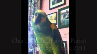 CharlieO  The Praying Parrot Whistles Dixie