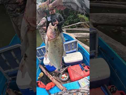 PESCA DE SABALO RIO ENO SHUSHUFINDI SUCUMBIOS ECUADOR #pescaconfe #pescadeportiva
