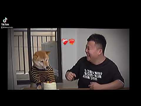 Dog put man’s face in cake