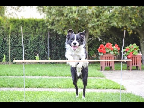 ~Buddy~ | Mini Agility trénink