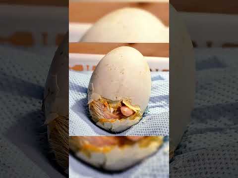 Cậu bé với niềm yêu vịt con và