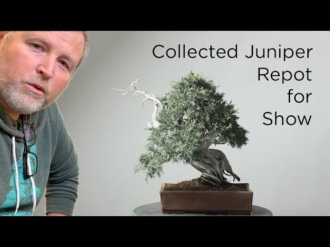 Bonsaify | Repotting a Collected Rocky Mountain Juniper Bonsai