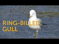 Ring Billed Gull Renaissance Bird