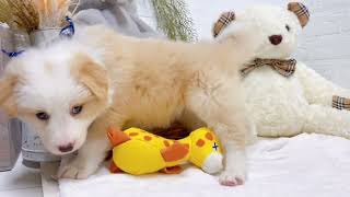 ボーダーコリーの動画01