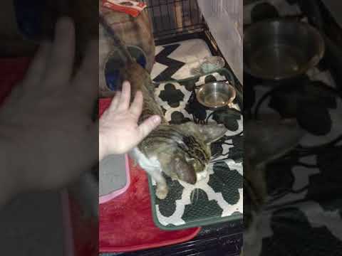 Feeding elder cat with no teeth