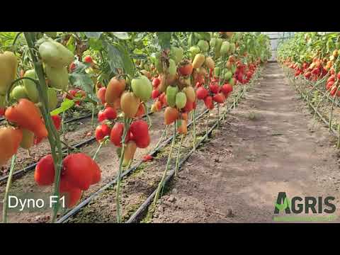 Dyno F1 - Cultivat în solar la Desa, jud. Dolj, fermier Găină Sorin