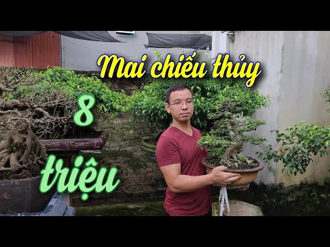 SH.6325. Báo giá 8 triệu đồng Mai chiếu thủy đẹp của Trường Trôi. Đth liên hệ 0945.345.889.