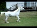 Valentine just out of her stall - Genie in a Bottle