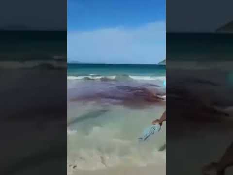 Tubarões Hoje Último dia do Ano na prainha Arraial do cabo