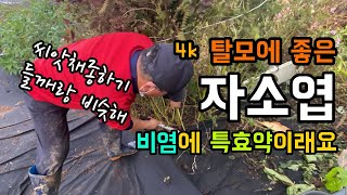 [4k] 탈모에 좋은 자소엽 채종하기 / 어성초와 함께 탈모에 좋다고 하네요 / 비염에도 특효약이랍니다 / …