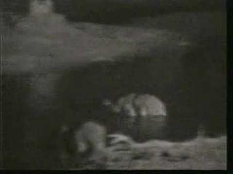 Buffalo Herd Departs Djuma 07/03/07 - 3