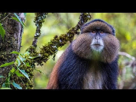 Amazing Scene of Wild Animals In 4K - Scenic Relaxation Film || Relax Music for Stress Relief