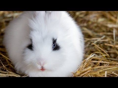 Funny Rabbit Bunny Video