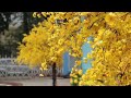 Types Of Cherry Blossom Trees Pink Cherry Blossom White Cherry Blossom Yellow Cherry Blossom