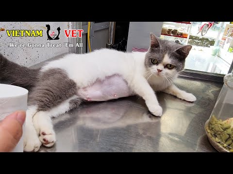 Can you Guess how many baby kittens does this pregnant cat having?  Animal vet clinic