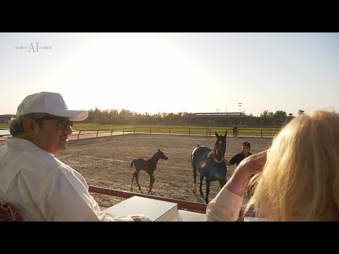 🖤 AL GHANAYIM STUD - THE DESERT BLACK ROSE 🖤 - Interview with Mr. Ayad Al Thuwainy