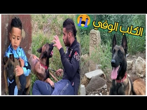 فيلم قصير: وفاء الكلاب