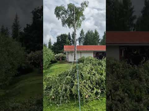 Vinssin käyttö puun kaadossa