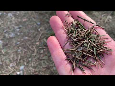 7 Minuten. Wald im Wandel.