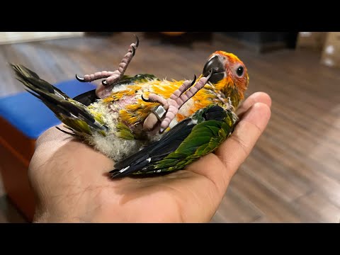 Hany Nagy - Sun conure from 25 days old transforming within 10 days.