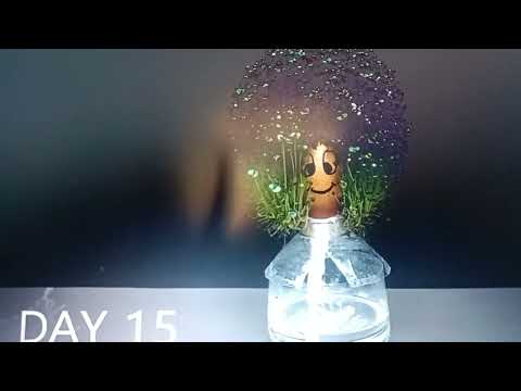 GROWING CHIA SEEDS ON EGG