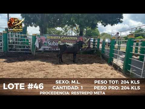 LOTE 46