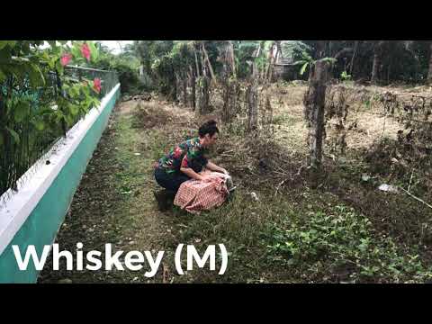 download lagu mp3 mp4 Belize Whiskey, download lagu Belize Whiskey gratis, unduh video klip Belize Whiskey