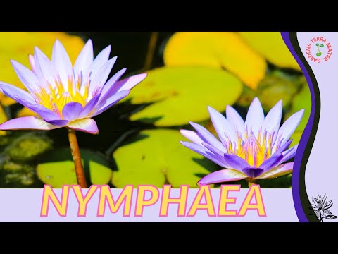 NYMPHAEA Information and Growing Tips! (Nymphaea nouchali)