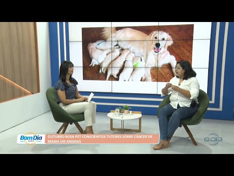 Outubro Rosa PET conscientiza tutores sobre câncer de mama em animais 17 10 2022