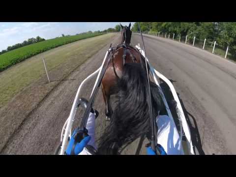 Worthy Jack vl./voz,:Vujanović Željko Srbobran 2016.07.10