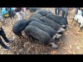 largest pig market in Tripura