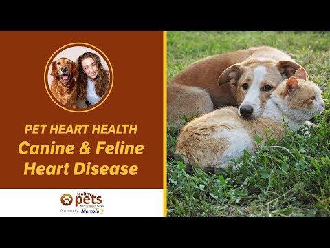 Pet Heart Health - Canine & Feline Heart Disease